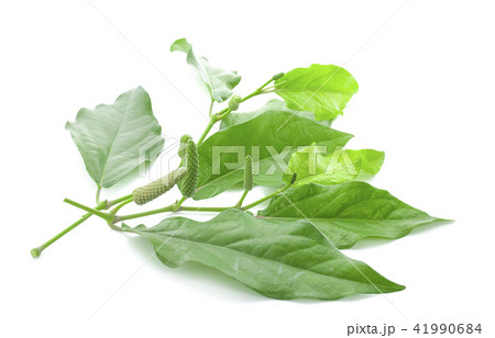 Long pepper or Piper longum isolated on white Long pepper or Piper longum isolated on white 41990684