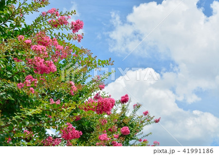 サルスベリの花と夏の青空 41991186