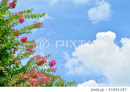 サルスベリの花と夏の青空 41991187