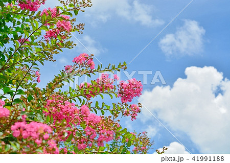 サルスベリの花と夏の青空 41991188