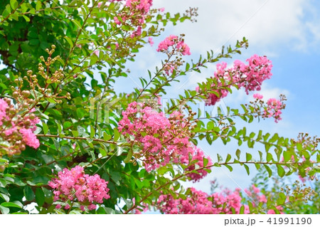 サルスベリの花と夏の青空 41991190