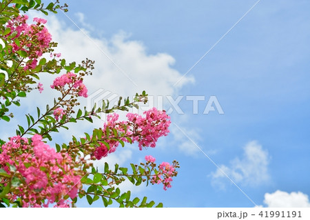 サルスベリの花と夏の青空 41991191