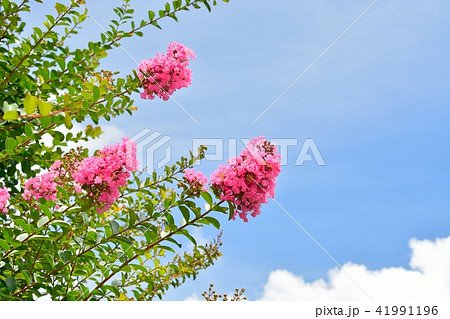 サルスベリの花と夏の青空 41991196