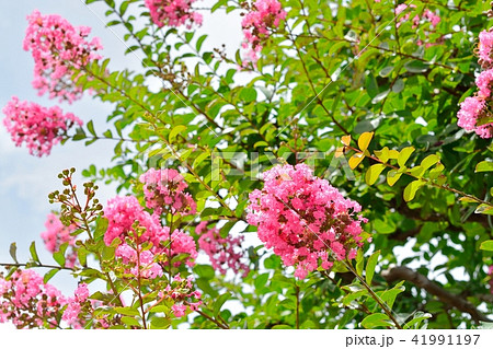 サルスベリの花と夏の青空 41991197