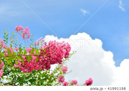 サルスベリの花と夏の青空 41991198