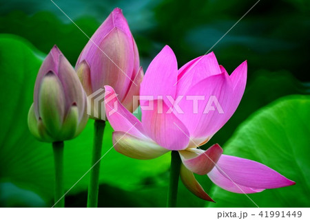 蓮 紅蓮 執拗公園 41991449