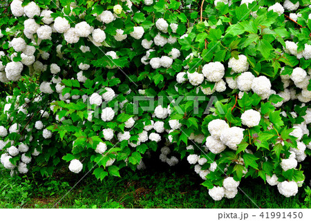 アジサイ シャクヤク 41991450