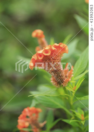 オレンジ色のケイトウの花の写真素材