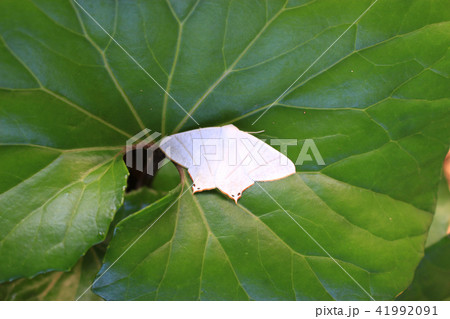 ウスキツバメエダシャク 41992091