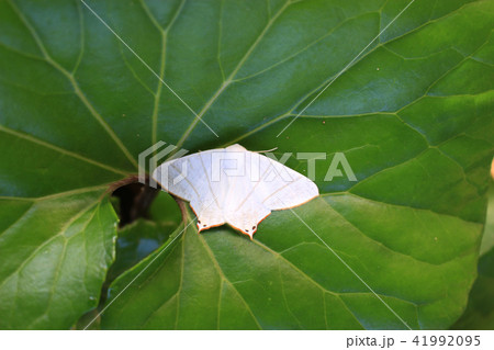 ウスキツバメエダシャク ウスキツバメエダシャク 41992095