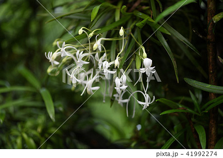 雨上がりのフウラン 41992274