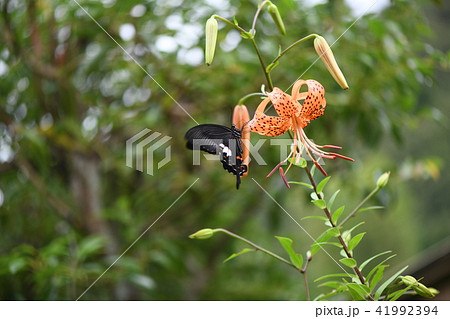モンキアゲハと鬼百合 モンキアゲハと鬼百合 41992394