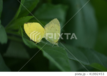 北黄蝶の交尾 北黄蝶の交尾 41992453