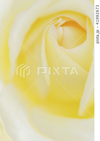 黄色いバラの花アップ 黄色いバラの花アップ 41992673