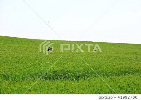 農場 青麦畑 菜の花 41992700