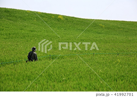 農場 青麦畑 菜の花 41992701