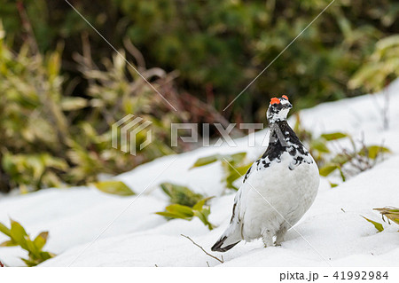 立山に生息するオス雷鳥 立山に生息するオス雷鳥 41992984