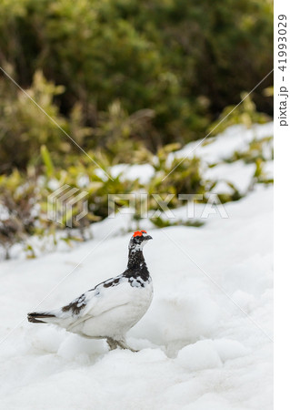 立山に生息するオス雷鳥 立山に生息するオス雷鳥 41993029