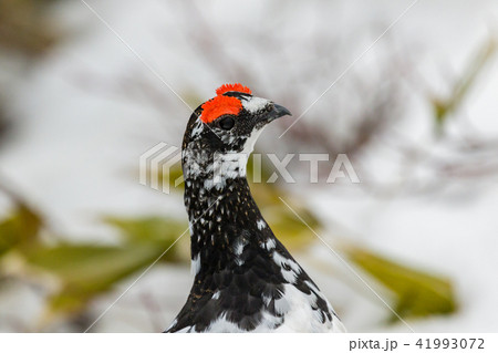 立山に生息するオス雷鳥 立山に生息するオス雷鳥 41993072