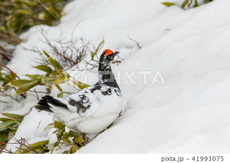 立山に生息するオス雷鳥 立山に生息するオス雷鳥 41993075