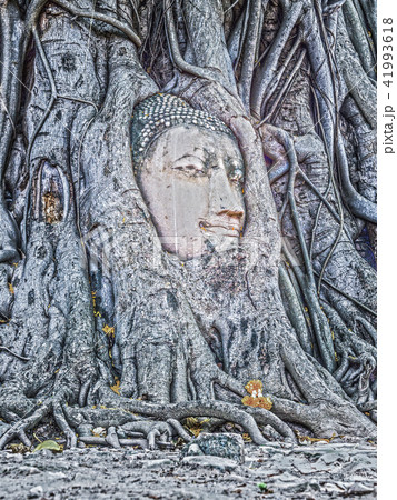 Amazing Buddha Head embraced by Banyan Tree Roots. Amazing Buddha Head embraced by Banyan Tree Roots. 41993618
