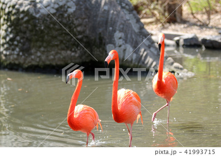 フラミンゴ　紅フラミンゴ　大型野鳥　野鳥　渡り鳥 41993715
