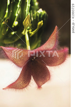 blossoming flower of a stapelia blossoming flower of a stapelia 41993729