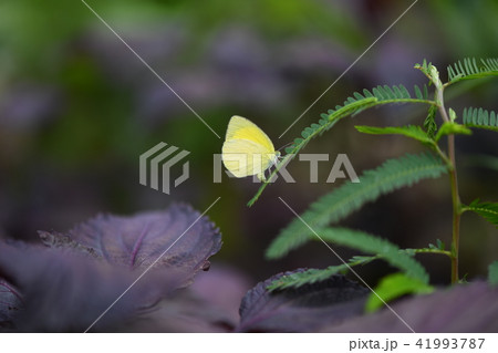 ツマグロキチョウの成虫と幼虫 ツマグロキチョウの成虫と幼虫 41993787