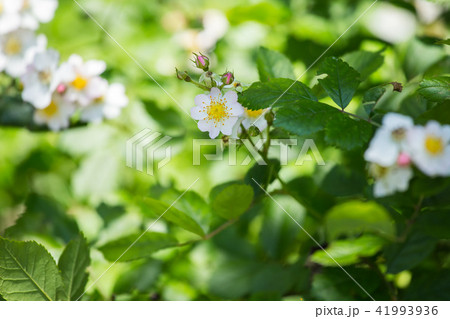 奥日光の野ばら 奥日光の野ばら 41993936