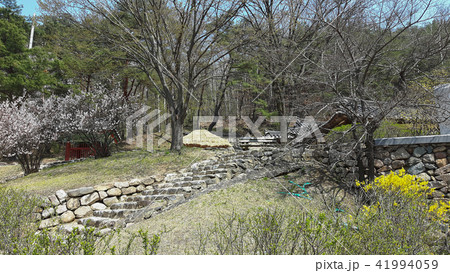 安東市 民俗村 レンギョウ 41994059