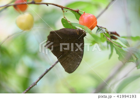 クロコノマチョウと山桜桃 41994193