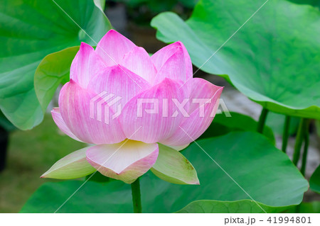 静岡県伊豆の国市正連寺の蓮の花 41994801