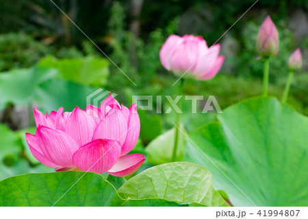 静岡県伊豆の国市正連寺の蓮の花 静岡県伊豆の国市正連寺の蓮の花 41994807