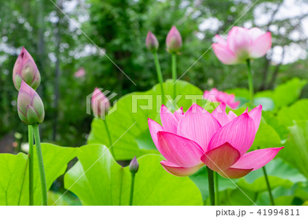 静岡県伊豆の国市正連寺の蓮の花 41994811