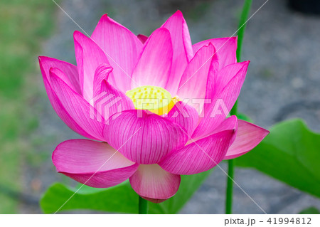 静岡県伊豆の国市正連寺の蓮の花 静岡県伊豆の国市正連寺の蓮の花 41994812