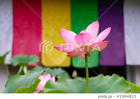 静岡県伊豆の国市正連寺の蓮の花 41994815