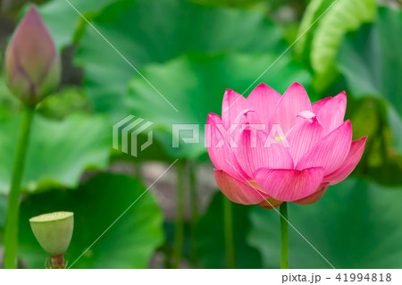 静岡県伊豆の国市正連寺の蓮の花 静岡県伊豆の国市正連寺の蓮の花 41994818