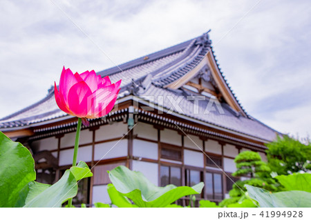 静岡県伊豆の国市成福寺の蓮の花 静岡県伊豆の国市成福寺の蓮の花 41994928