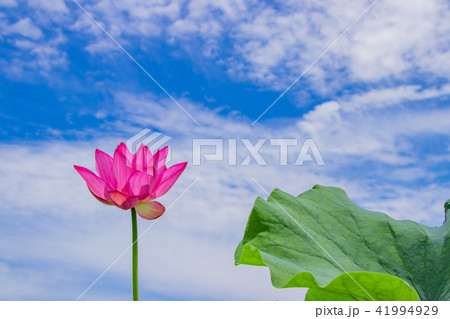 静岡県伊豆の国市成福寺の蓮の花 41994929