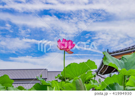 静岡県伊豆の国市成福寺の蓮の花 41994930