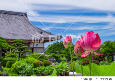 静岡県伊豆の国市成福寺の蓮の花 41994936