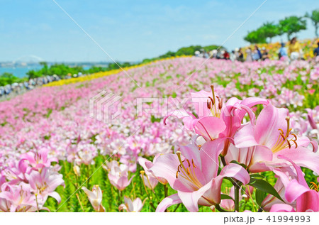 大阪舞洲ゆり園の風景 大阪舞洲ゆり園の風景 41994993
