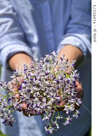 ブルーミング 開花 咲く 41995273