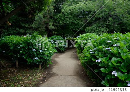 アジサイの咲く、船橋市薬円台公園 41995358