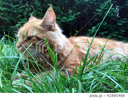 Maine Coone Kitten Maine Coone Kitten 41995466