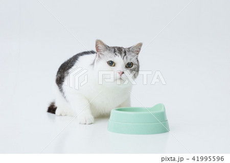 餌を食べる猫（スコティッシュフォールド）の写真素材 [41995596] - PIXTA