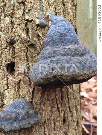closeup of fungus on a tree 41995652