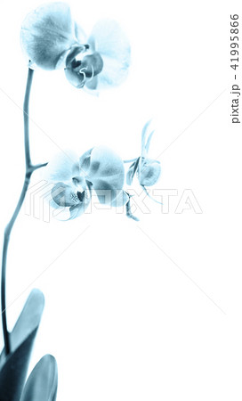 Phalaenopsis blue white orchid flower in bloom 41995866