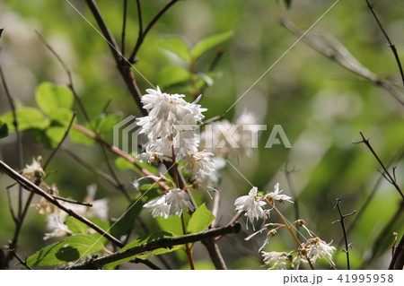 サラサウツギ 41995958