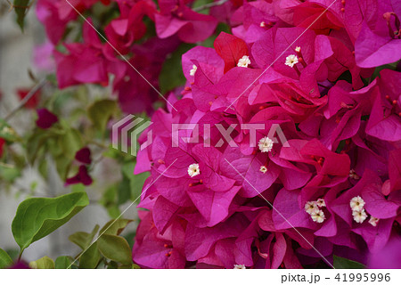 花 フラワー お花 41995996